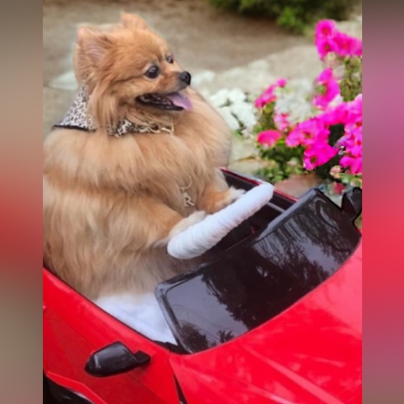 Meet your Posher, Rocco - Picture 3 of 12